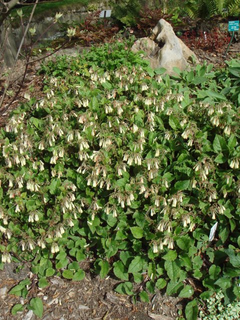 Symphytum tuberosum